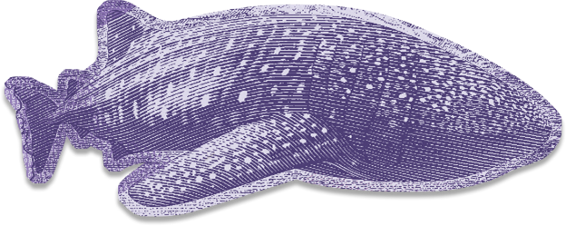 whale shark